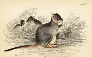 Marsupiata Prints: Long-footed potoroo, Potorous longipes. Vulnerable
