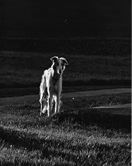 A long-haired greyhound