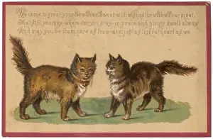 Long Haired Kittens