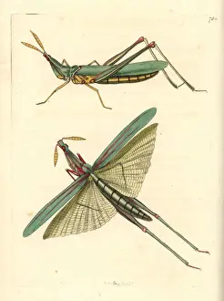 Locust Prints: Long-headed African locust, Acrida nasuta