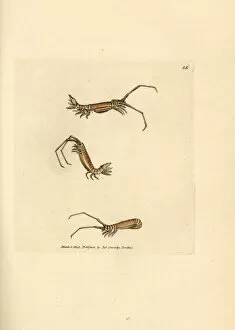 Crustacea Collection: Long-horn isopod, Astacilla longicornis