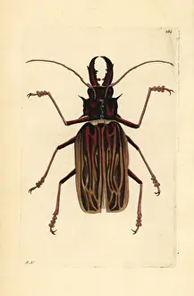 Vulnerable Prints: Long-horned beetle, Macrodontia cervicornis Vulnerable