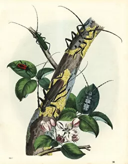 Long-horned beetles on a tree