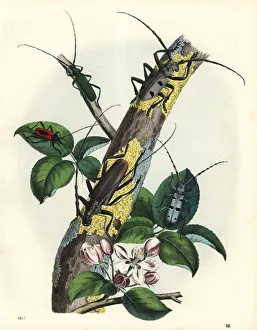 Alpina Gallery: Long-horned beetles on a tree