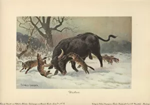 Heinrich Collection: A long-horned European wild ox attacked by wolves
