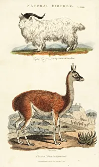 Capra Gallery: Long-horned whidaw goat, Capra aegagrus