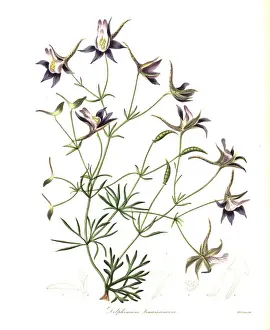 Slender Prints: Long knight s-spur, Consolida tenuissima