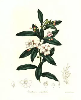 Jane Gallery: Long-leaf wax flower, Eriostemon myoporoides
