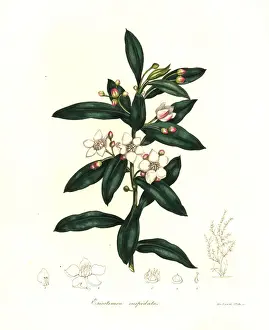 Long-leaf wax flower, Eriostemon myoporoides