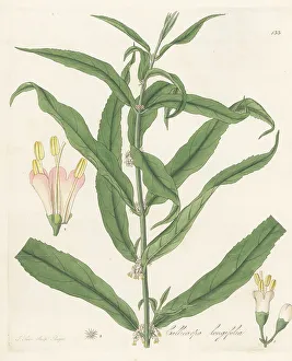 Exotic Flora Prints: Long-leaved callicarpa, Callicarpa longifolia