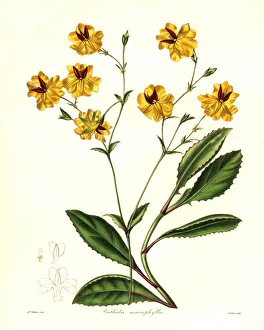 Nevitt Collection: Long-leaved euthales, Euthales macrophylla