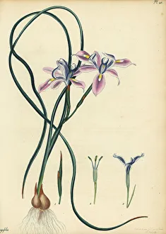 Henry Andrews Prints: Long-leaved iris, Iris longifolia