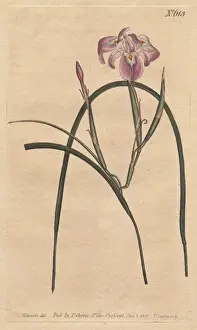 Leaved Prints: Long-leaved moraea with pale lilac and blue
