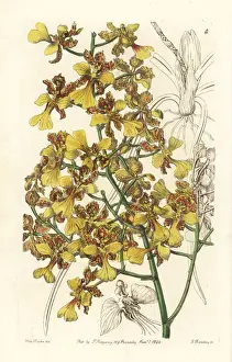 Long-leaved oncidium, Oncidium longifolium