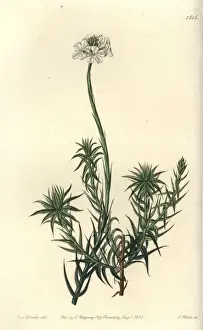 Long-leaved sphenotoma, Sphenotoma capitatum