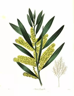Nevitt Collection: Long-leaved wattle or long-leaved acacia, Acacia longifolia
