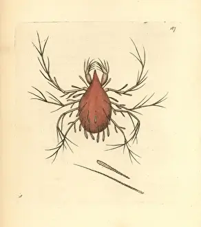 Long-legged cannibal mite, Cheletomorpha lepidopterorum