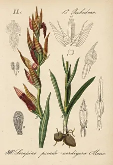 Long-lipped serapias orchid, Serapias vomeracea Long-lipped serapias orchid, Serapias vomeracea