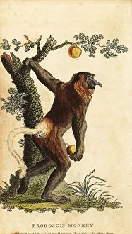 Primate Prints: Long-nosed monkey, Nasalis larvatus. Endangered
