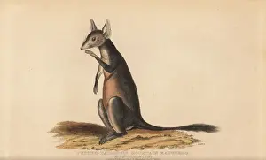 Basire Prints: Long-nosed potoroo or kangaroo rat, Potorous tridactylus