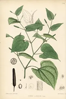Piper Prints: Long pepper or pippul, Piper longum
