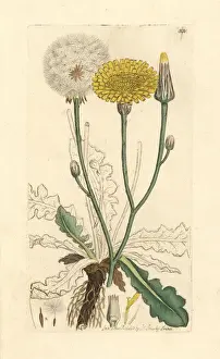 Long-rooted cats ear, Hypochaeris radicata