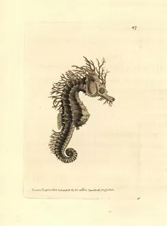 Long-snouted seahorse, Hippocampus guttulatus