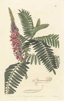 Long-spiked indigo, Indigofera stachyodes