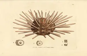 Long-spine slate pen sea urchin, Cidaris cidaris