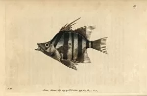Long-spined or pungent chaetodon, Enoplosus armatus