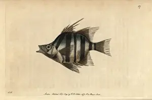 Chaetodon Prints: Long-spined or pungent chaetodon, Enoplosus armatus