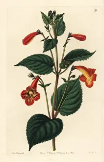 Long-stalked achimenes, Achimenes pedunculata