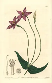Long-stalked chironia, Chironia peduncularis