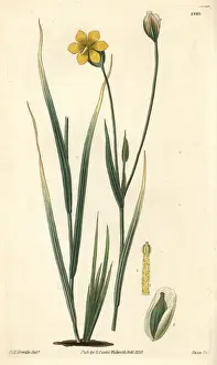 Greville Prints: Long-stalked sisyrinchium, Solenomelus pedunculatus