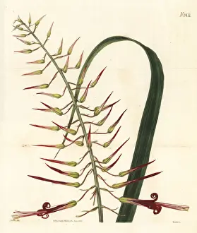 Long-stamened pitcairnia, Pitcairnia staminea
