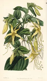 Long-stemmed macromeria, Macromeria exserta