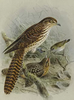 John Gerrard Keulemans Collection: Long-tailed Cuckoo and Grey Warbler