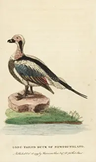 Georgeedwards Prints: Long-tailed duck of Newfoundland, Clangula hyemalis