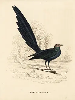 Bildersaal Prints: Long-tailed glossy starling, Lamprotornis caudatus