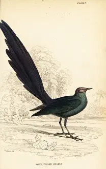 Long-tailed glossy starling, Lamprotornis caudatus