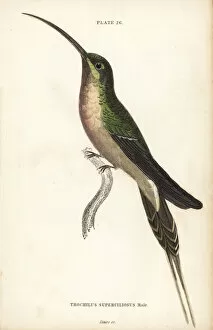 Trochilus Collection: Long-tailed hermit, Phaethornis superciliosus, male