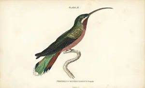 Long-tailed hermit, Phaethornis superciliosus, female