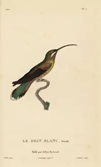 Long-tailed hermit, Phaethornis superciliosus. Female
