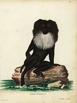 Long-tailed macaque, Macaca silenus. Endangered