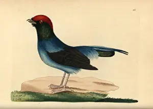 Long-tailed manakin, Chiroxiphia linearis