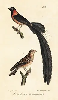 Completes Prints: Long-tailed paradise whydah