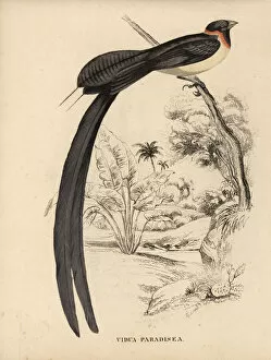 Long-tailed paradise whydah, Vidua paradisaea