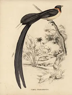 Bildersaal Prints: Long-tailed paradise whydah, Vidua paradisaea