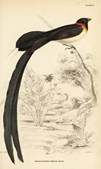 Images Dated 11th April 2020: Long-tailed paradise-whydah, Vidua paradisaea