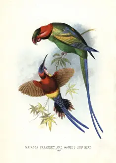 Lands Prints: Long-tailed parakeet, Psittacula longicauda